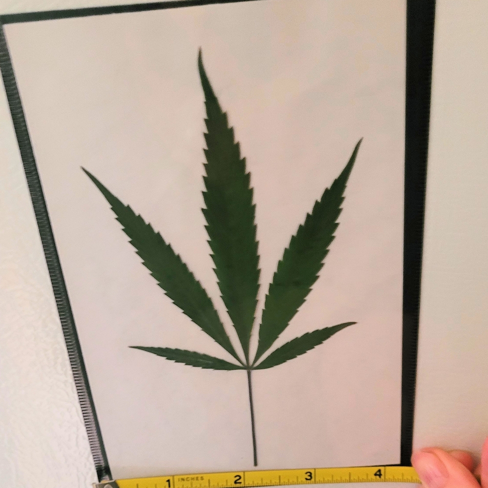 Green Leaf Art Print - Cannibis Leaf
